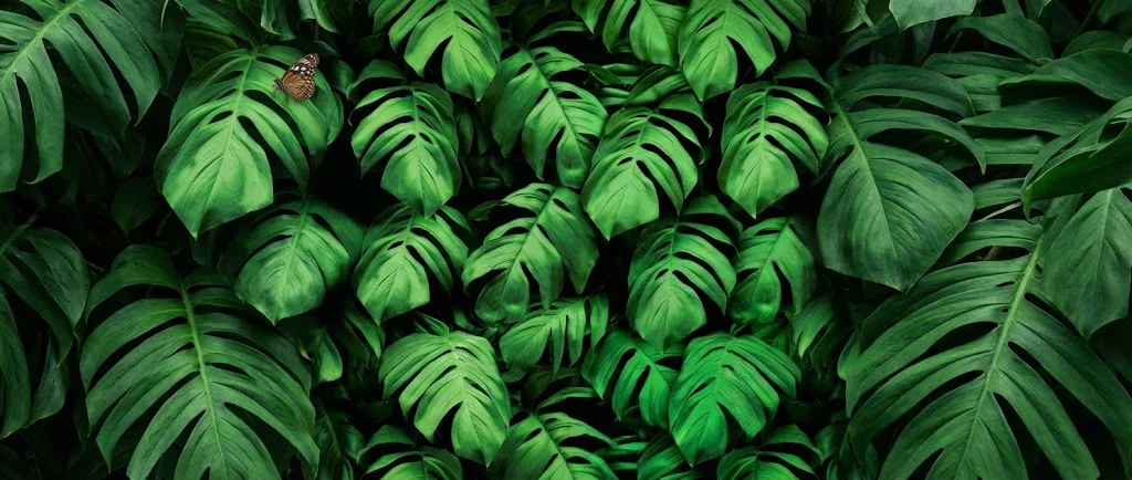 Gardening supplies and pots available at Ixora Gardens Abu Dhabi
